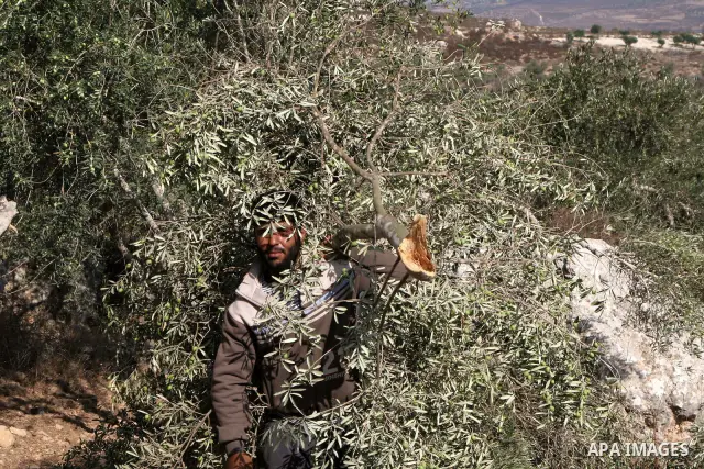 A Palestinian farmer from the village of Burin inpects the remains of his olive trees after Jewish settlers from the nearby settlement of Yitzhar in the northern West Bank tore them down on September 1, 2010. Israeli for...