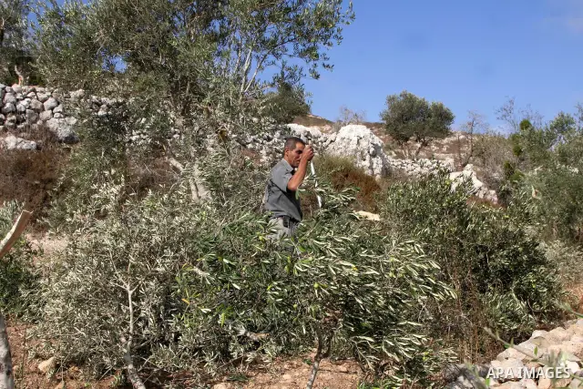 A Palestinian farmer from the village of Burin inpects the remains of his olive trees after Jewish settlers from the nearby settlement of Yitzhar in the northern West Bank tore them down on September 1, 2010. Israeli for...