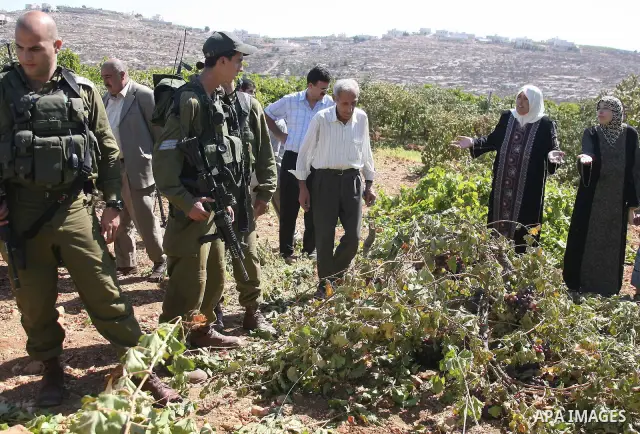 Israeli soldiers stand guard as Palestinian farmers react after they found their grapervines cut and destroyed, near the Israeli settlements of Kharsina and Kiryat Arbaa, near the flashpoint West Bank city of Hebron, on...