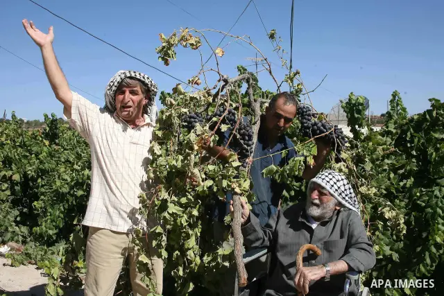 Palestinian farmers react after they found their grapervines cut and destroyed, near the Israeli settlements of Kharsina and Kiryat Arbaa, near the flashpoint West Bank city of Hebron, on 20 Septembers 2010. The grapevin...