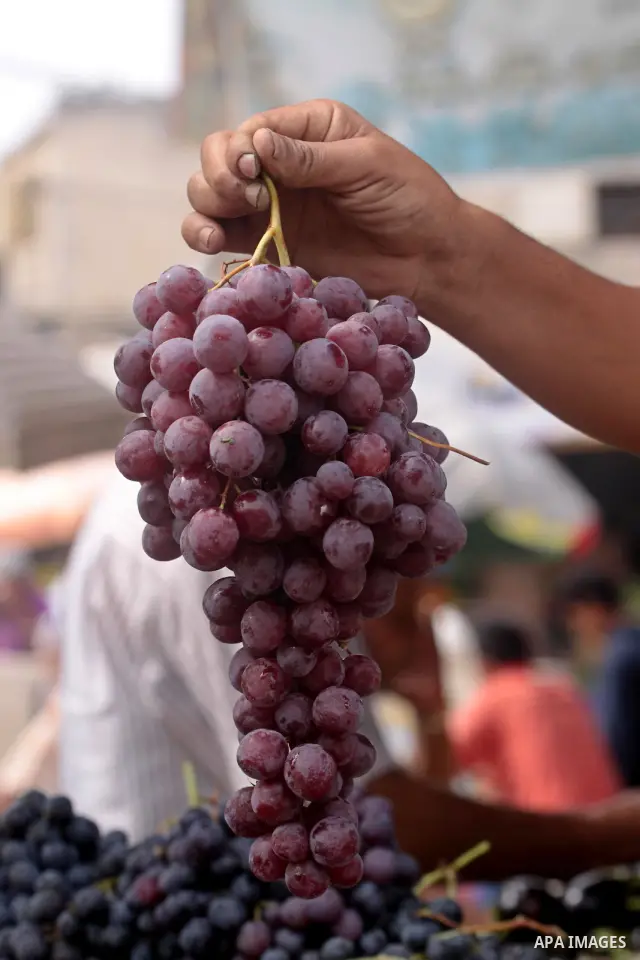 A Palestinian vendor displays a bunch of red grapes at his shop in Gaza City, on Sept. 22, 2010 . Photo by Mohammed Asad