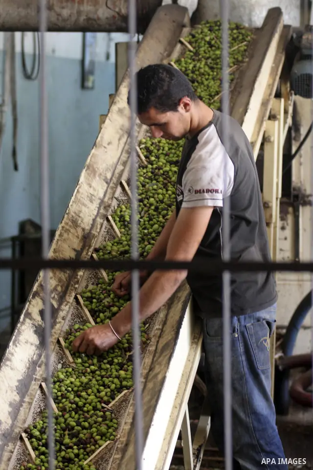 Palestinians prepare to squeeze olives at a traditional olives mill in Kharbathat Musbah village near the West Bank city of Ramallah October 3, 2010. Farmers across the Palestinian territories have started to harvest the...