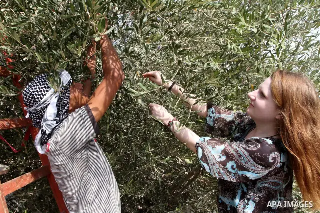Foreign activists help Palestinian farmers to pick olives during the annual harvest season in Gaza city on Oct. 5, 2010. The olive harvest season which usually lasts for a month in Gaza Strip and West Bank is one of the...
