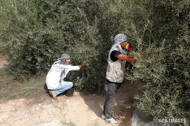 Foreign activists help Palestinian farmers to pick olives during the annual harvest season in Gaza city on Oct. 5, 2010. The olive harvest season which usually lasts for a month in Gaza Strip and West Bank is one of the...