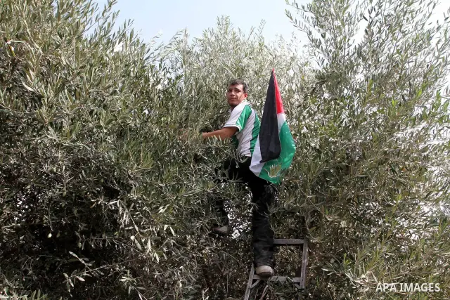 Foreign activists help Palestinian farmers to pick olives during the annual harvest season in Gaza city on Oct. 5, 2010. The olive harvest season which usually lasts for a month in Gaza Strip and West Bank is one of the...