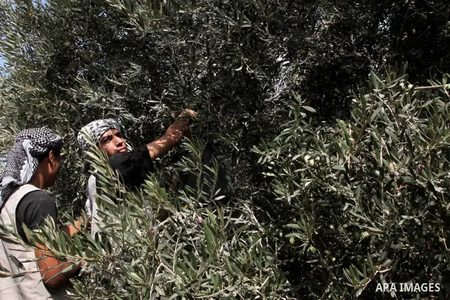 Foreign activists help Palestinian farmers to pick olives during the annual harvest season in Gaza city on Oct. 5, 2010. The olive harvest season which usually lasts for a month in Gaza Strip and West Bank is one of the...