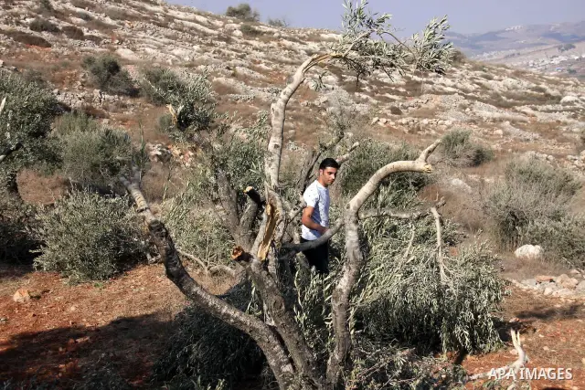 A Palestinian farmer inspects the olive trees which were cut overnight by Jewish settlers from the Israeli settlement of Yitzhar in the northern West Bank village of Hawara, near Nablus, Wednesday Oct. 6, 2010. According...