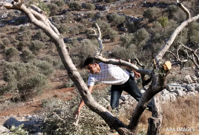 A Palestinian farmer inspects the olive trees which were cut overnight by Jewish settlers from the Israeli settlement of Yitzhar in the northern West Bank village of Hawara, near Nablus, Wednesday Oct. 6, 2010. According...