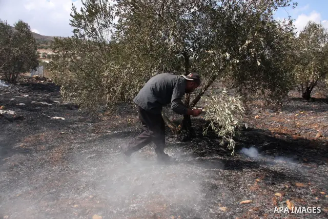 Palestinian farmers from the village of Hawara extinguish fire at their olives tree grove that was allegedly set ablaze by Jewish settlers from the nearby settlement of Yitzhar in the northern West Bank on October 7, 201...