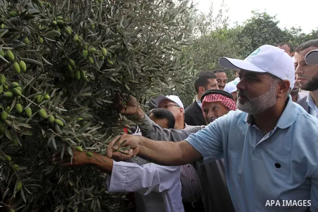 Palestinian Prime Minister in Gaza Strip , Ismail Haniyeh picks an olive during a tour of olive oil factories and date groves, at the beginning of olive harvest season, near the Bureij refugee camp, central Gaza Strip, S...