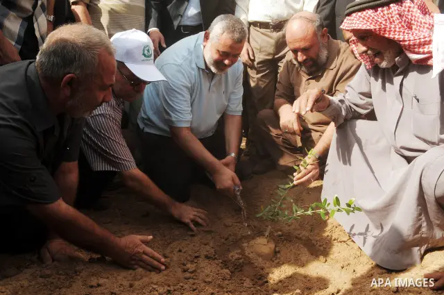 Palestinian Prime Minister in Gaza Strip , Ismail Haniyeh Implants olive tree marking the olive harvest , in Gaza City on Oct. 9,2010 . Palestinians began the annual harvest of olives, a staple for many local farmers tha...