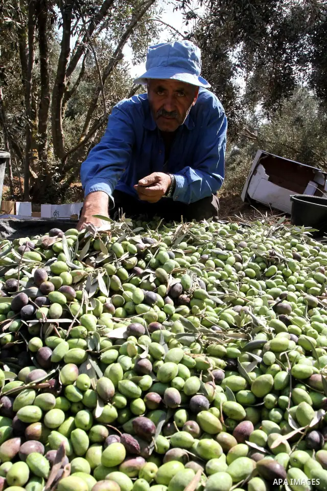A Palestinian farmer harvesting olives during the olive harvest , near the Bureij refugee camp, central Gaza Strip, Saturday, Oct. 9, 2010 . Palestinians began the annual harvest of olives, a staple for many local farmer...