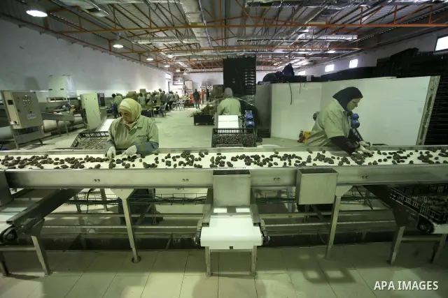 Palestinian labourers work in dates factory in the West Bank city of Jericho on Oct. 10,2010. Photo by Eyad Jadallah