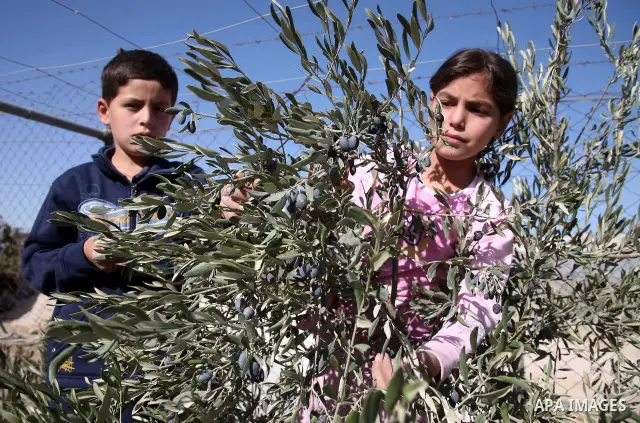 Palestinian children harvest olives in the West Bank city of Hebron on October 16, 2010. Photo by Najeh Hashlamoun