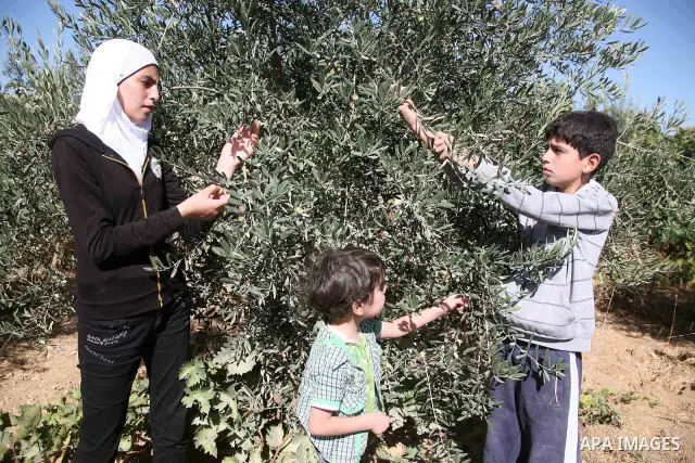 Palestinian children harvest olives in the West Bank city of Hebron on October 16, 2010. Photo by Najeh Hashlamoun