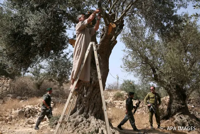 Israeli soldiers stand guard as Palestinian students protest after they were prevented to help the farmers in harvesting olives in the West Bank city of Hebron on October 16, 2010. Photo by Najeh Hashlamoun