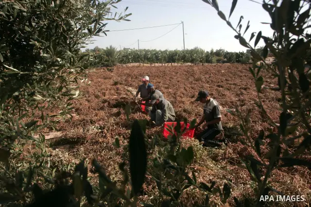 Palestinian farmers harvest the groundnuts (peanuts), at a farm in the southern Gaza Strip town of Rafah , Oct. 21, 2010 . Photo By Khaled Khaled