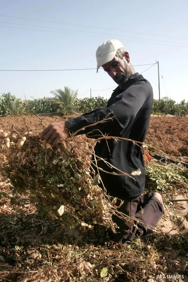 A Palestinian farmer harvesting the groundnuts (peanuts), at his farm , in the southern Gaza Strip town of Rafah , Oct. 21, 2010 . Photo By Khaled Khaled