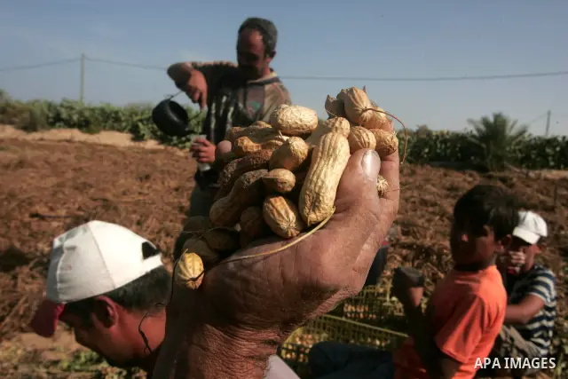 Palestinian farmers harvest the groundnuts (peanuts), at a farm in the southern Gaza Strip town of Rafah , Oct. 21, 2010 . Photo By Khaled Khaled