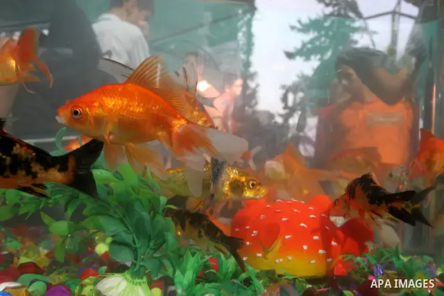 Palestinians attend the opening of an exhibition of plants, birds and ornamental fish , organized by environment quality authority, in Gaza City on October 21,2010 . Photo by Mohammed Asad