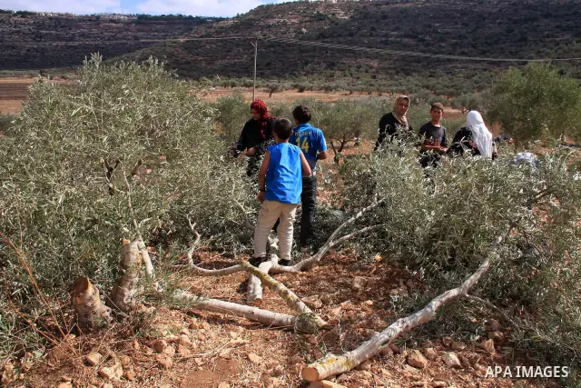 Palestinian farmers inspect their olive trees in the West Bank village of A Loban , 23 October 2010. Farmers lost 40 of their olive trees after they were chopped down by Israeli settlers from the nearby Elie settlement,...