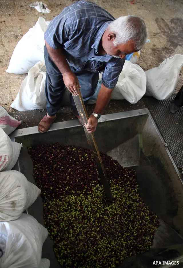 Palestinians watch as olives are crushed to make olive oil in the West Bank village of Beit Ola near Hebron, on October 24, 2010. Farmers across the Israeli occupied West Bank are amidst harvesting their olives to make o...