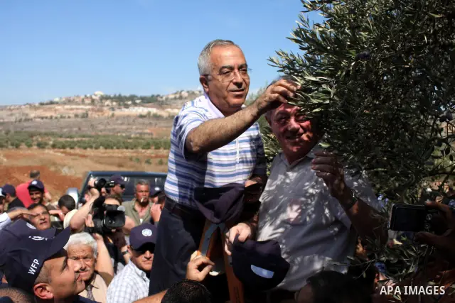 Palestinian Prime Minister Salam Fayyad and UN Special Coordinator Robert Serry, help Palestinians from the village of Turmus Aya, in the Israeli occupied West Bank, during the annual olive harvest, just north of the Wes...