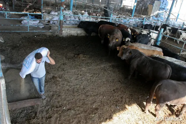 A Palestinian feeds his cows at a farm as they prepare for the holiday of Eid al-Adha in Gaza City on November 2, 2010. Most of the sacrificial sheep in Gaza have been smuggled through tunnels between Rafah and Egypt as...