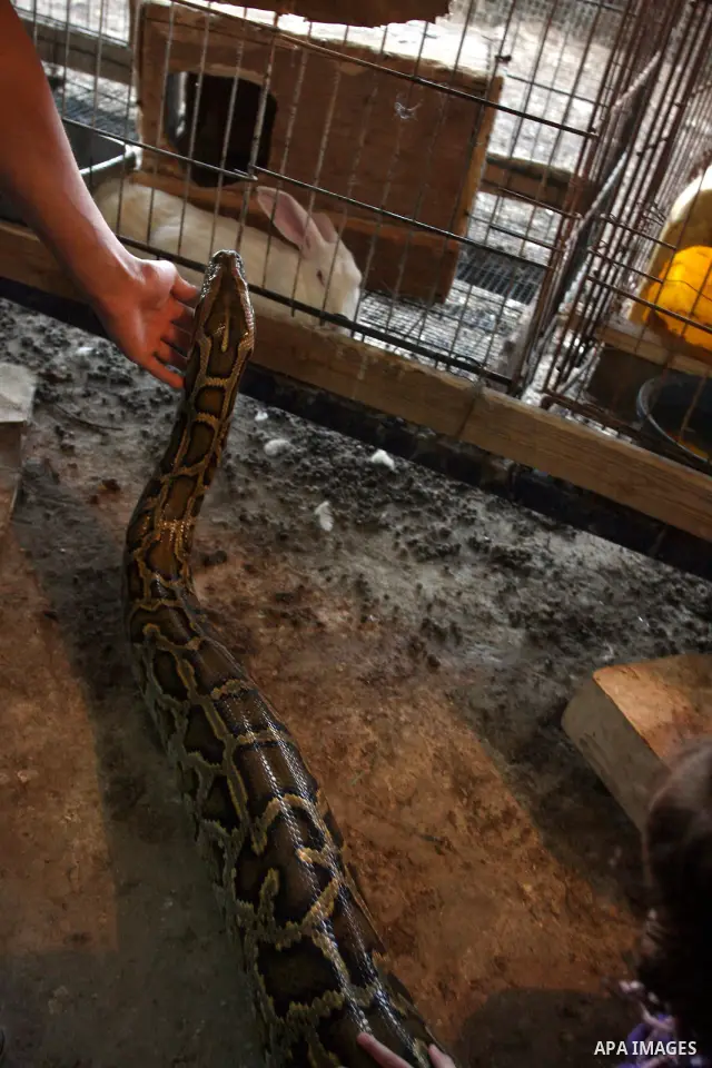 Boys from the Amwasi family play with their pet snakes in the West Bank city of Ramallah on November 7, 2010. The boys father, Jamal Amwasi, a 35-year-old Palestinian civil servant is the proud owner of more than a dozen...