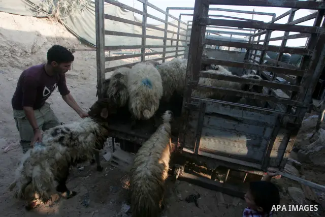 Palestinian men smuggle sheep into the Gaza Strip through a tunnel under the Egypt-Gaza border in the southern Gaza Strip town of Rafah on November 10, 2010. Residents of the poverty-stricken Gaza Strip fear a shortage o...