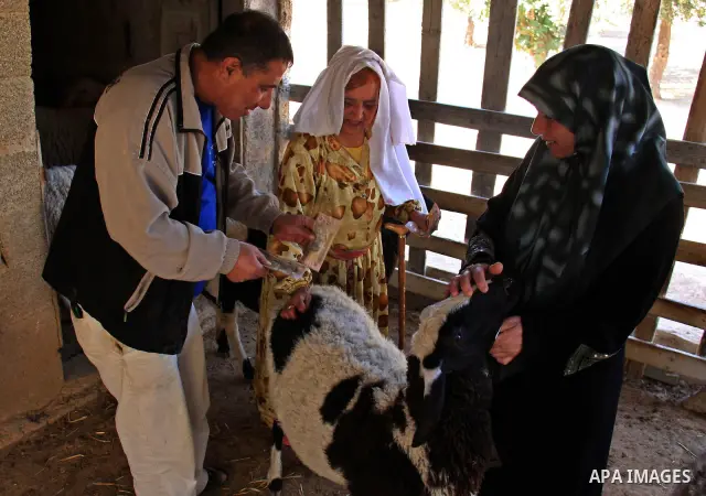A Palestinian woman , Sarah Abu Yaqub ,52 , buys a sheep from a livestock market ahead of the Muslim holiday of Eid al-Adha , in the West Bank village of Salim, near the West Bank City of Nablus on Monday, Nov .15.2010 ....