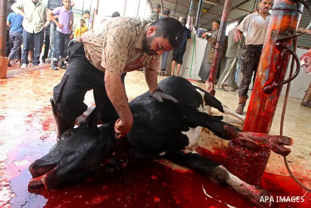 Palestinian butchers slaughter cows on the first day of Eid al-Adha in Gaza City, Tuesday, Nov. 16, 2010. Muslims worldwide celebrate Eid al-Adha, or the Feast of the Sacrifice on Nov. 16, by sacrificial killing of sheep...