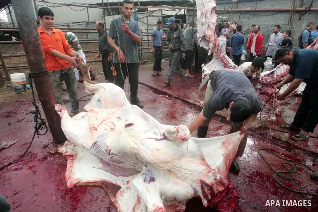 Palestinian butchers slaughter cows on the first day of Eid al-Adha in the southern Gaza Strip twon of Rafah, Tuesday, Nov. 16, 2010. Muslims worldwide celebrate Eid al-Adha, or the Feast of the Sacrifice on Nov. 16, by...