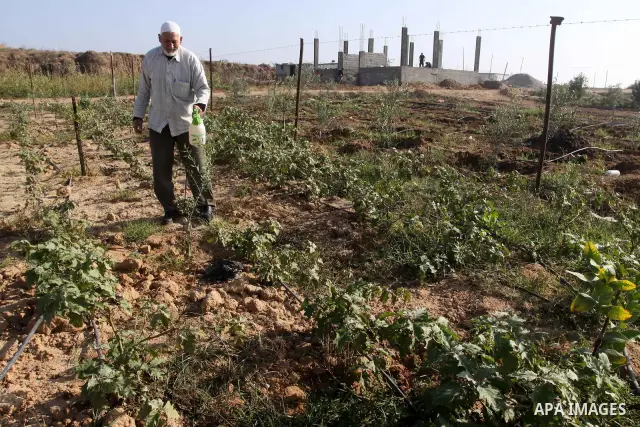 A Palestinian farmer implants his land again after it was targeted during the war by the Israeli army nearly two years ago , in Ezzbet Abed Rabbo, in the northern Gaza Strip town of Jabalia on Nov. 20,2010 . Photo by Moh...