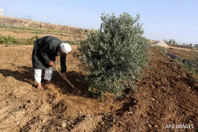 A Palestinian farmer implants his land again after it was targeted during the war by the Israeli army nearly two years ago , in Ezzbet Abed Rabbo, in the northern Gaza Strip town of Jabalia on Nov. 20,2010 . Photo by Moh...