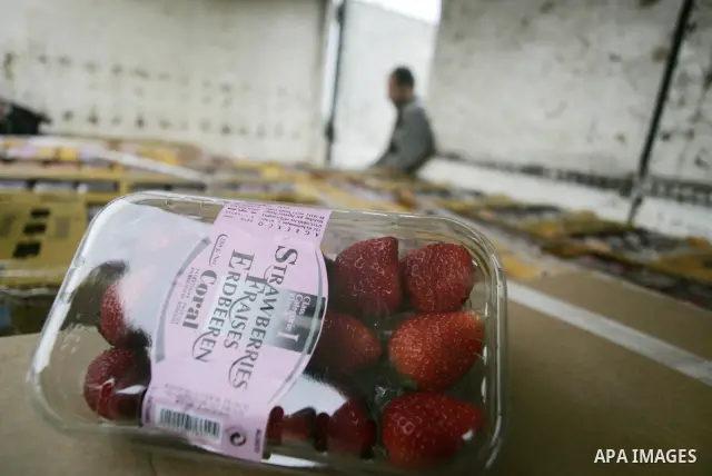 A Palestinian man inspects the truck loaded with flowers and strawberries at the Rafah border crossing in the southern Gaza Strip on November 28, 2010, after Israel granted special approval for the export of a small amou...