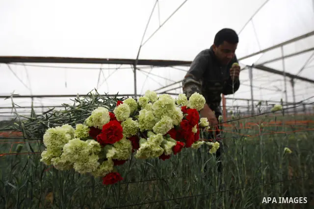 A Palestinian farmer gathers flowers for export in his green house in Rafah in the southern Gaza Strip on November 28, 2010, after Israel granted special approval for the export of a small amount of Palestinian Strawberr...