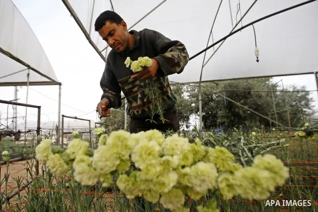 A Palestinian farmer gathers flowers for export in his green house in Rafah in the southern Gaza Strip on November 28, 2010, after Israel granted special approval for the export of a small amount of Palestinian Strawberr...
