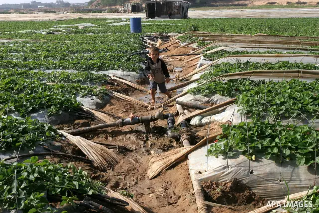 A Palestinian boy walks in a strawberries farm in the northern Gaza Strip town of Beit Lahia on Nov. 28,2010. Israel granted special approval for the export of a small amount of Palestinian Strawberries and flowers from...