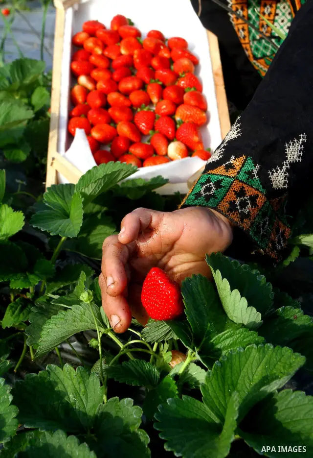 A Palestinian farmer picks strawberries for export at a farm in Beit Lahia, in the northern Gaza Strip, on November 29, 2010. Gaza farmers hope to send 1,000 tones of strawberries to Europe through a partly eased Israeli...