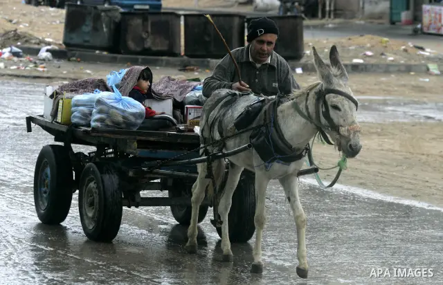 A Palestinian man rides a donkey cart in a street during the fall of rains in the Rafah refugee camp in the southern Gaza Strip on December 6, 2010. Rain delayed on the Middle East region for the usual season. Photo by A...