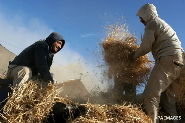 Palestinian farmers grinding the wheat crop at a farm , in Gaza City on Dec. 15,2010. Photo by Mohammed Asad