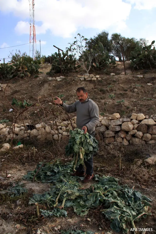 Palestinian farmers inspect their field which destroyed by jewish settlers in the village of Tel near the West Bank city of Nablus, Saturday, Dec.18, 2010. Jewish settlers from Havad Kad settlement destroyed farmers crop...