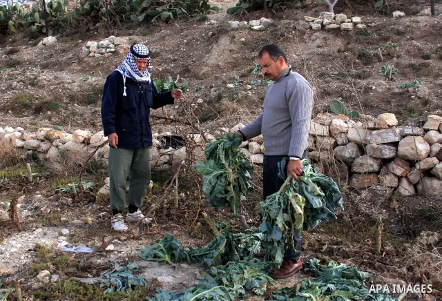 Palestinian farmers inspect their field which destroyed by jewish settlers in the village of Tel near the West Bank city of Nablus, Saturday, Dec.18, 2010. Jewish settlers from Havad Kad settlement destroyed farmers crop...