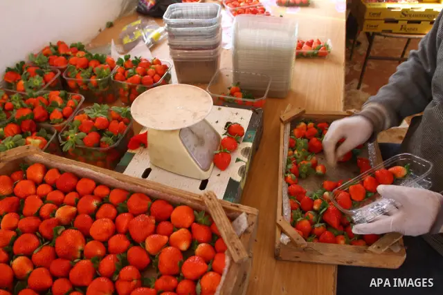 A Palestinian farmer cans strawberries at his farm in the northern Gaza Strip town of Beit Lahia on Jan. 2,2011as Palestinian Agriculture Minister in Gaza Strip, Mohamed al-Agha visits Palestinian farms in the northern G...