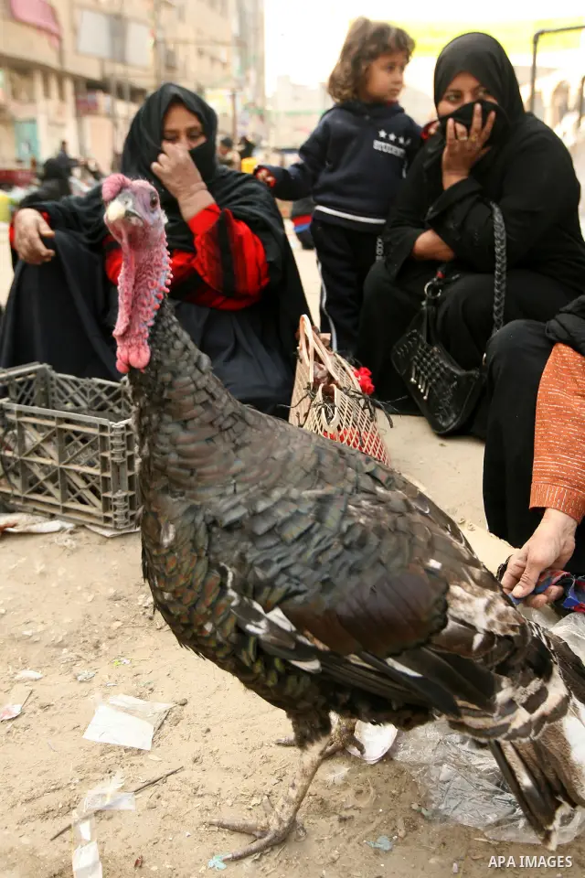 Palestinians display their birds for selling at the market in the Rafah refugee camp, southern Gaza Strip, on January 14, 2011. Photo by Abed Rahim Khatib