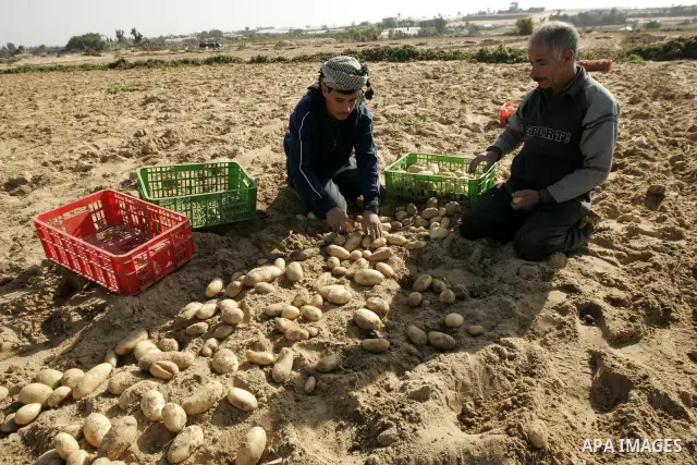 Palestinian farmers collect potatoes crop from their land in the west of Khan Younis in southern Gaza Strip on January 19, 2011.. Photo by Abed Rahim Khatib