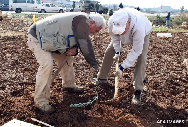 International activists help Palestinian farmers planting trees in the village of Umm Salamunah, near the Jewish settlement of Efrat, southern the West Bank city of Bethlehem on February 13, 2011. Photo by Najeh Hashlamo...