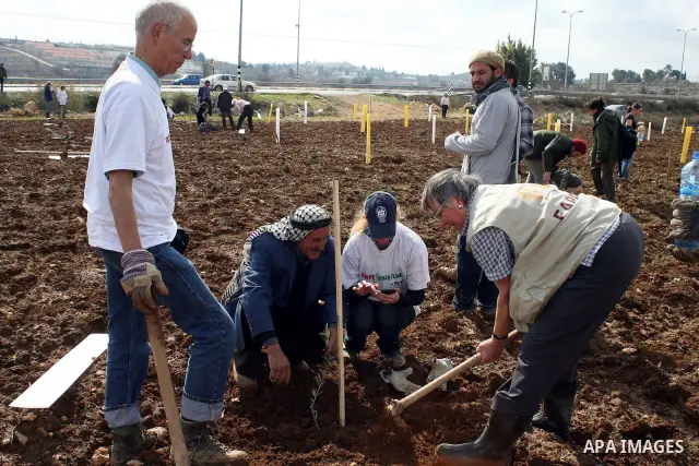International activists help Palestinian farmers planting trees in the village of Umm Salamunah, near the Jewish settlement of Efrat, southern the West Bank city of Bethlehem on February 13, 2011. Photo by Najeh Hashlamo...