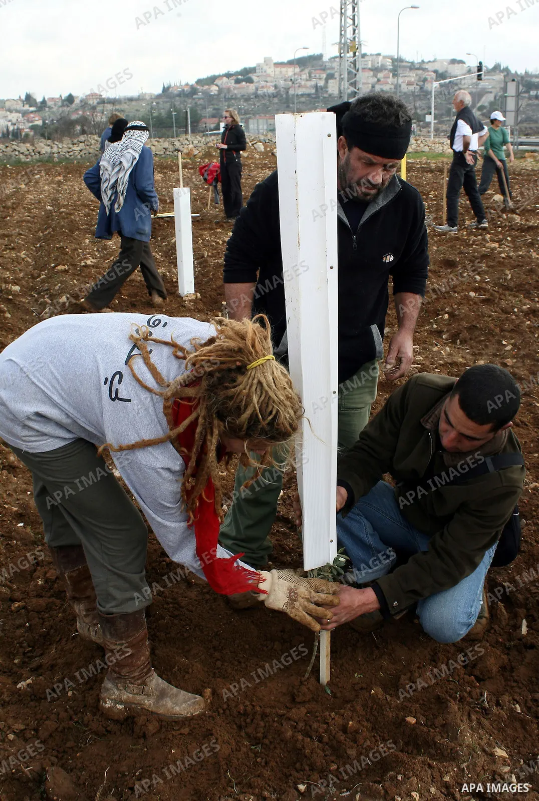 International activists help Palestinian farmers planting trees in the village of Umm Salamunah, near the Jewish settlement of Efrat, southern the West Bank city of Bethlehem on February 13, 2011. Photo by Najeh Hashlamo...